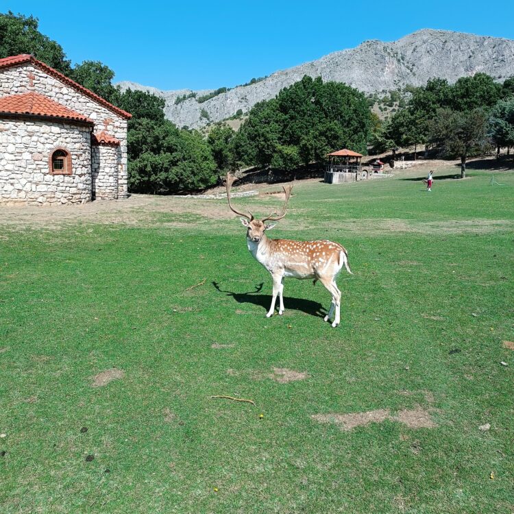 Πάρκο των Ελαφιών – Μια συναρπαστική εμπειρία για όλη την οικογένεια στη Δυτική Μακεδονία Πάρκο των Ελαφιών – Μια συναρπαστική εμπειρία για όλη την οικογένεια στη Δυτική Μακεδονία
