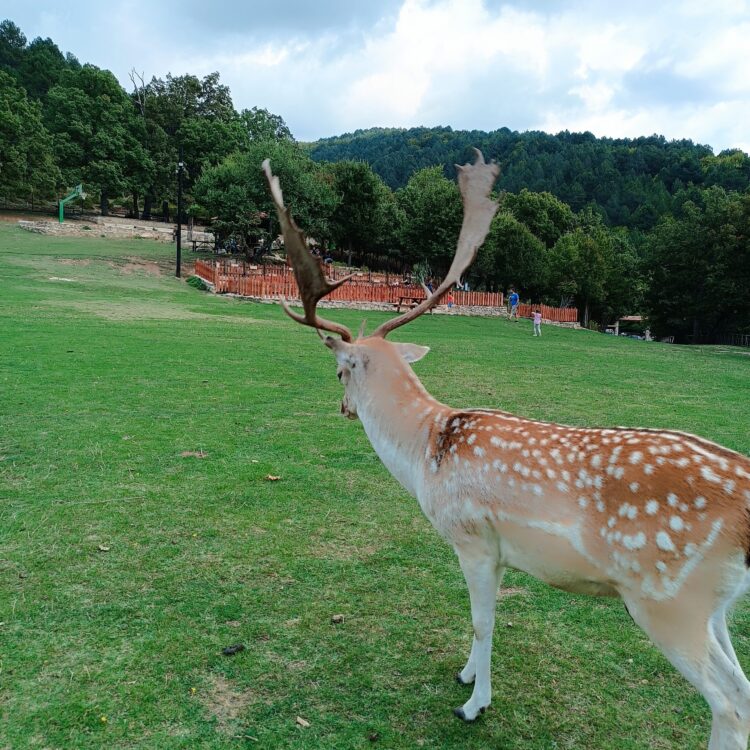 Πάρκο των Ελαφιών – Μια συναρπαστική εμπειρία για όλη την οικογένεια στη Δυτική Μακεδονία Πάρκο των Ελαφιών – Μια συναρπαστική εμπειρία για όλη την οικογένεια στη Δυτική Μακεδονία