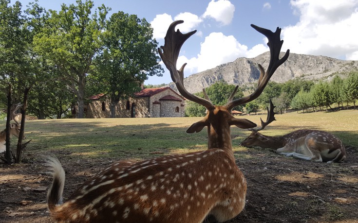 Πάρκο των Ελαφιών – Μια συναρπαστική εμπειρία για όλη την οικογένεια στη Δυτική Μακεδονία Πάρκο των Ελαφιών – Μια συναρπαστική εμπειρία για όλη την οικογένεια στη Δυτική Μακεδονία