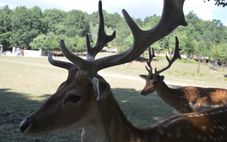 Πάρκο των Ελαφιών – Μια συναρπαστική εμπειρία για όλη την οικογένεια στη Δυτική Μακεδονία Πάρκο των Ελαφιών – Μια συναρπαστική εμπειρία για όλη την οικογένεια στη Δυτική Μακεδονία