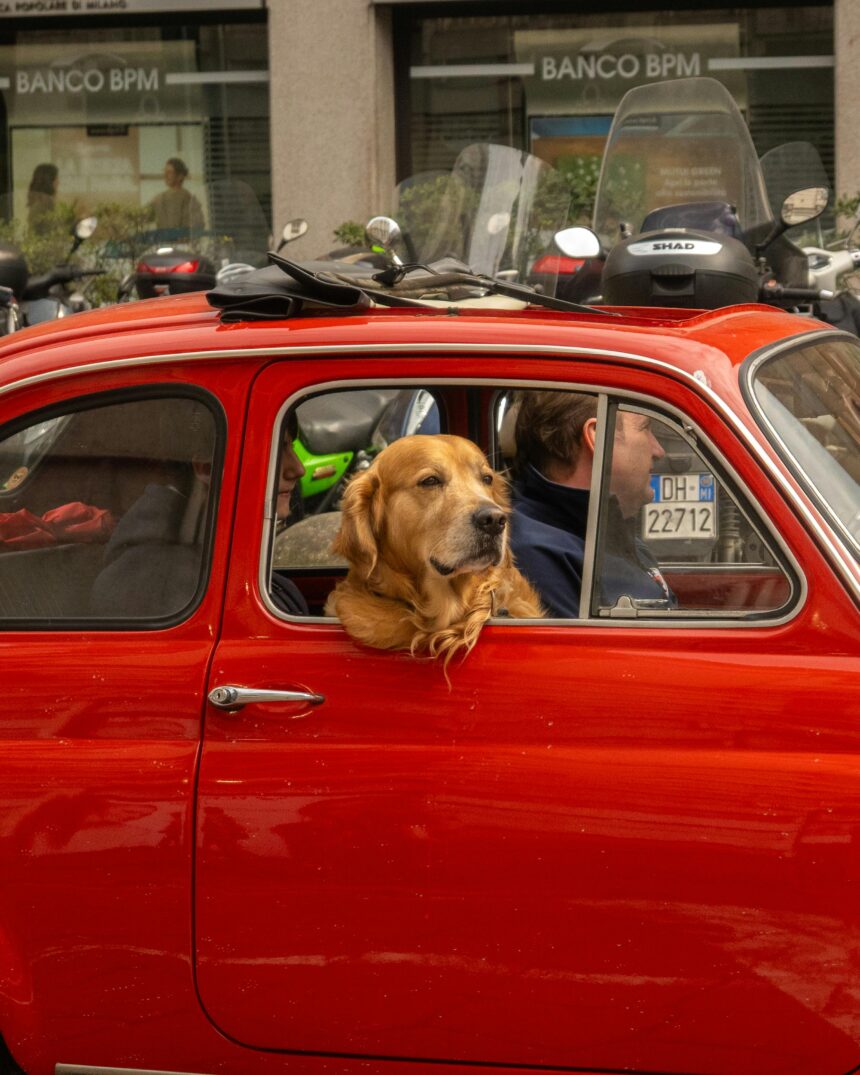 25+1 Συμβουλές από τους ειδικούς – Ταξίδι με το κατοικίδιο στην Ελλάδα (τί πρέπει να γνωρίζετε)