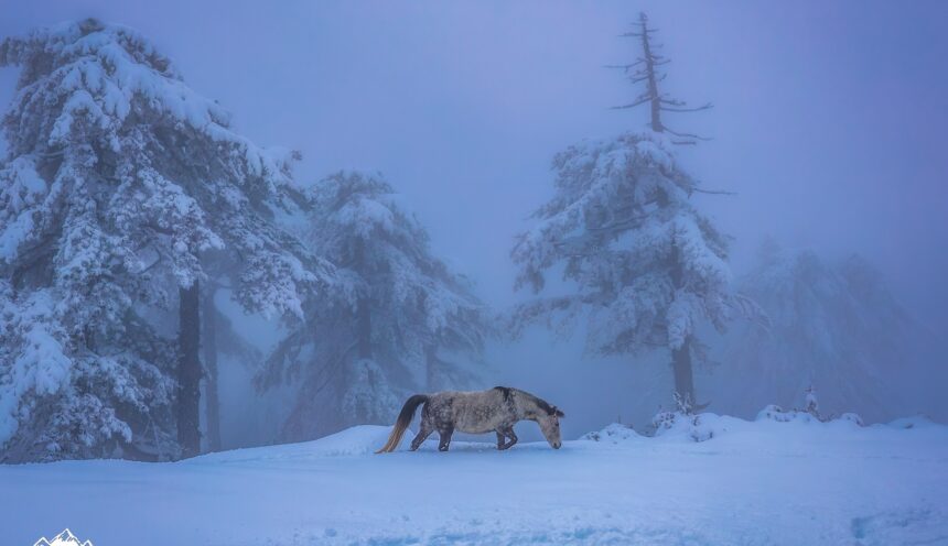 5 ορεινά χωριά σε Ήπειρο και Δυτική Μακεδονία που μοιάζουν να αγγίζουν τον ουρανό - Σαμαρίνα Γρεβενών